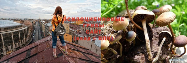шишки Бронницы