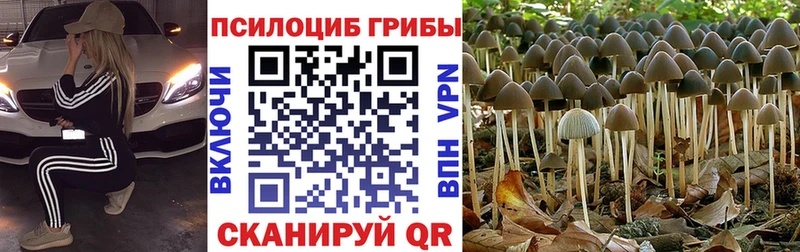 KRAKEN вход  Старый Крым  Галлюциногенные грибы Cubensis 